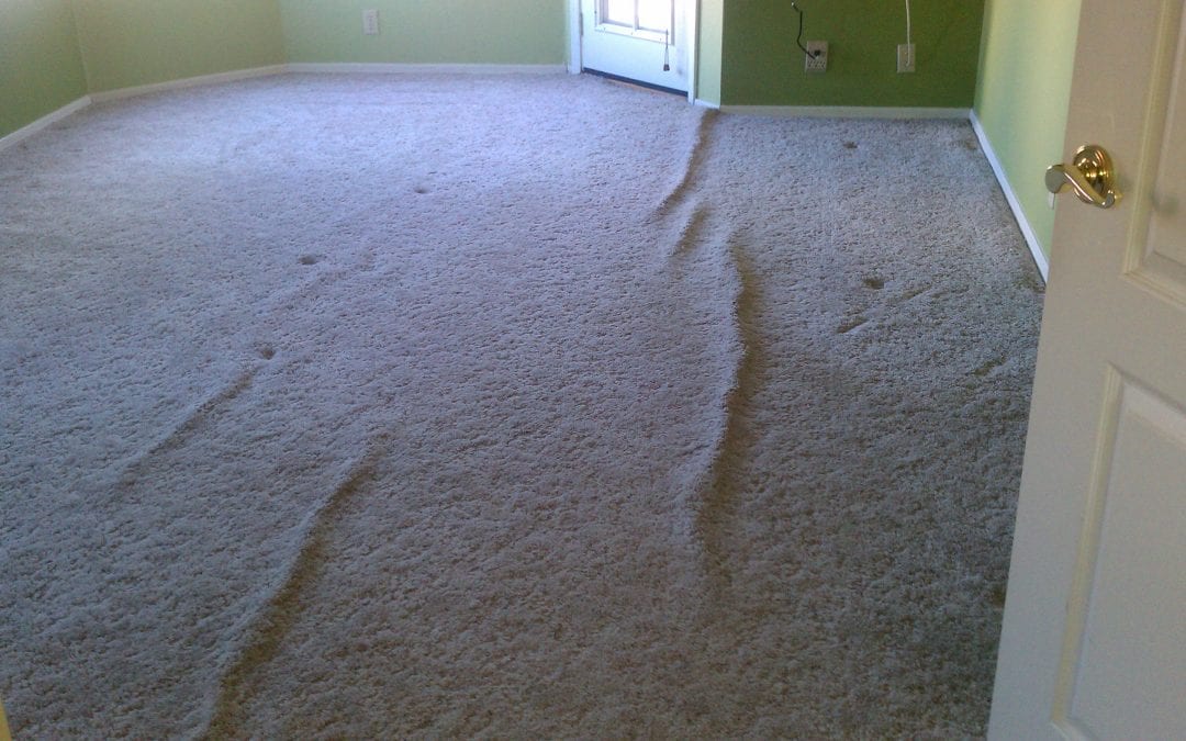 Scottsdale Carpet Stretching