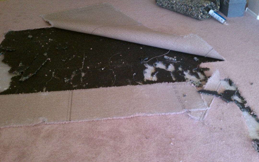 Pet Damage Carpet Repair Scottsdale