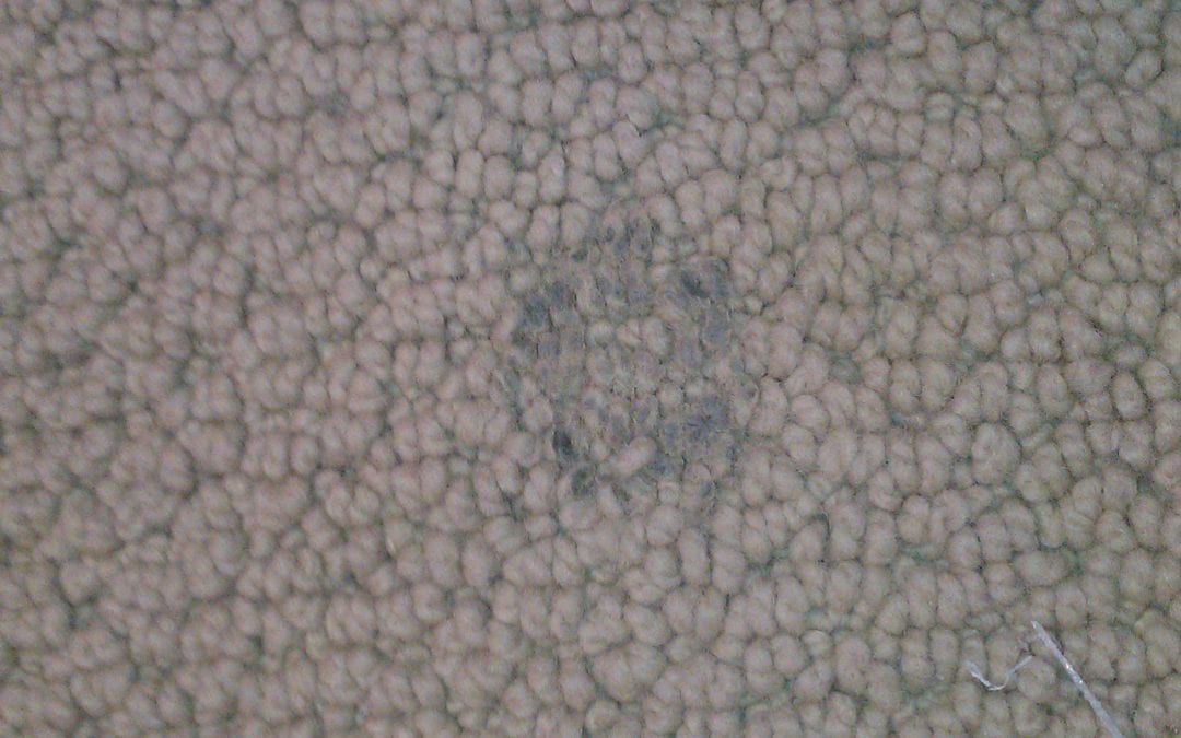 Scottsdale Carpet Burn Repair