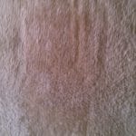 Scottsdale Pet Damaged Carpet Results
