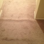 Scottsdale carpet fixes