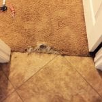 Queen Creek Carpet Repair