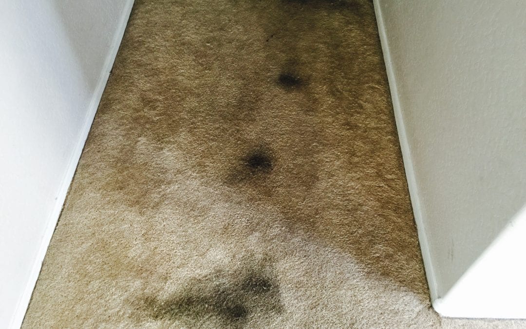 Scottsdale Stains Removed
