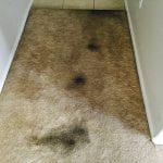 Phoenix Carpet Cleaning (4)