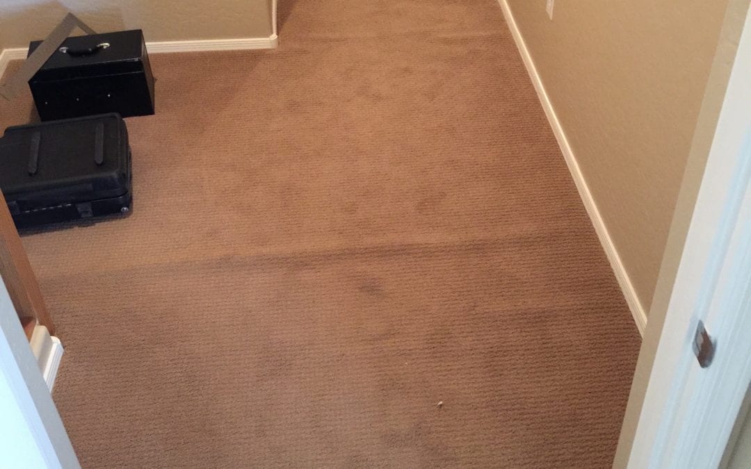 Scottsdale Carpet Re-Stretch