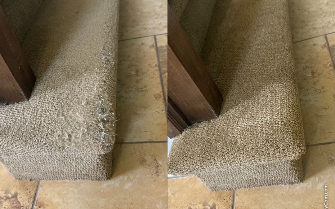 Restoring Pet-Damaged Carpets with Expertise: Scottsdale Carpet Repair & Cleaning