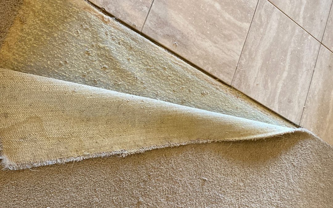 Delaminated Carpet Repair in Scottsdale: Restoring Carpet-to-Tile Areas